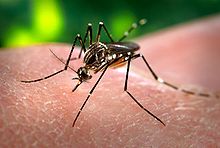 Aedes mosquito Panama – Best Places In The World To Retire – International Living